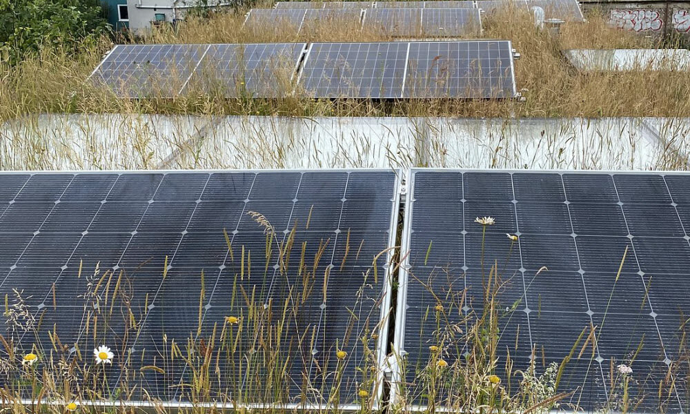 solar panels installed on the wildflower roof and helping reduce energy bills